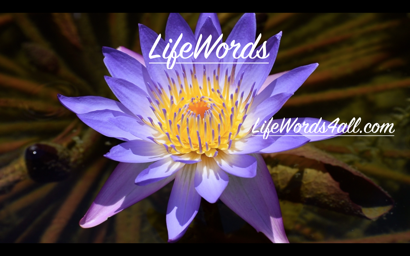 Lifewords4all